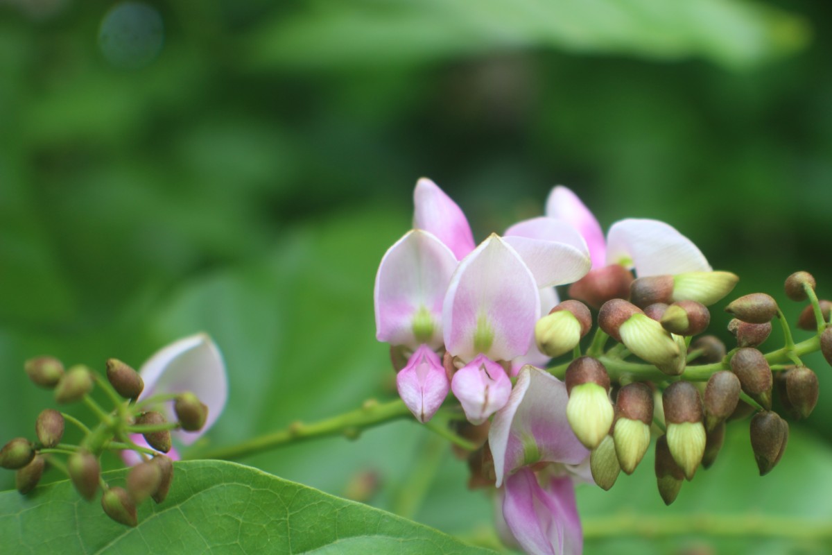 Pongamia pinnata (L.) Pierre